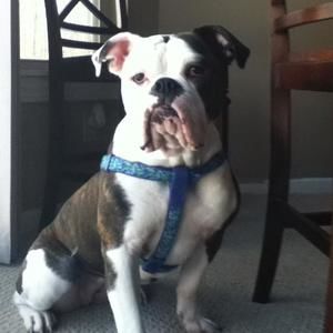 Meet your Posher, Molly